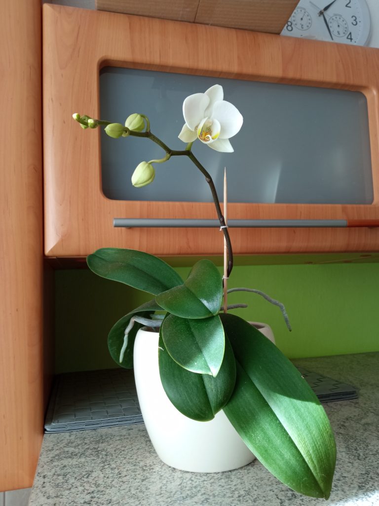 Rozkvitnutá biela orchidea