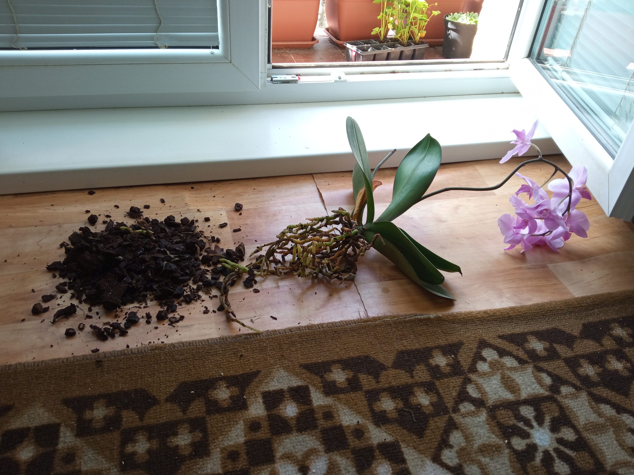 Ako pestovať orchideu 2